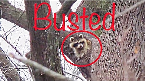 Daytime Raccoon Hunting With Game Call