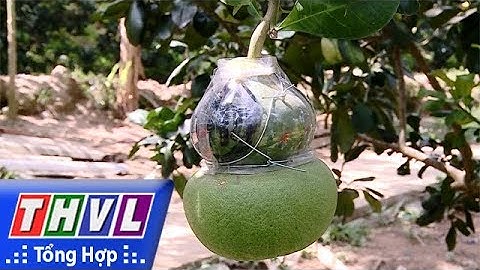 THVL | Được mùa bưởi hồ lô giá cao