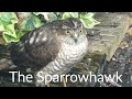 Sparrowhawk and Prey || 8th May 2019