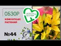 #44 Обзор комнатных растений в магазине | Гибискусы, кодиеумы, эпипремнумы, папоротники