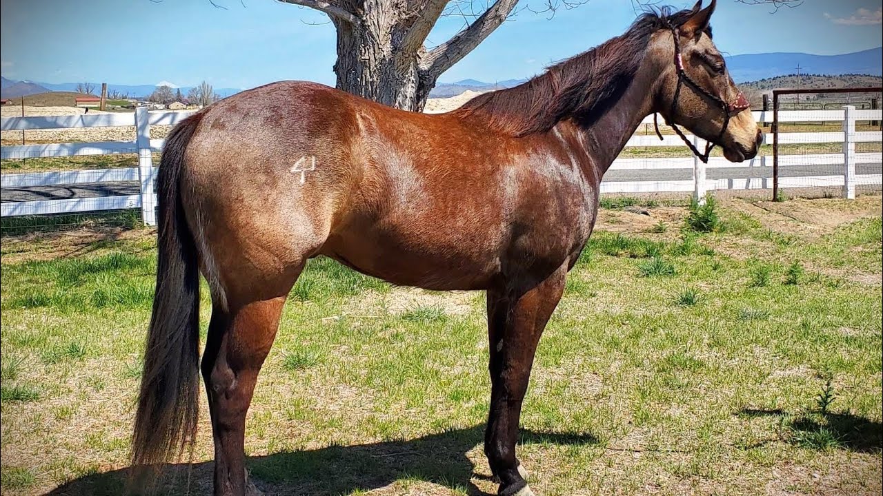 3yr by Guys Pocket Coin, o/o daughter of Darkelly YouTube