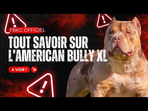 American Bully Xl Autorisã En France