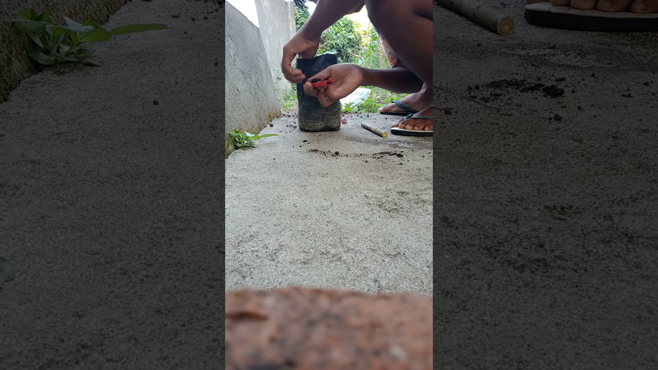cara menanam bonsai murbei 🎉 