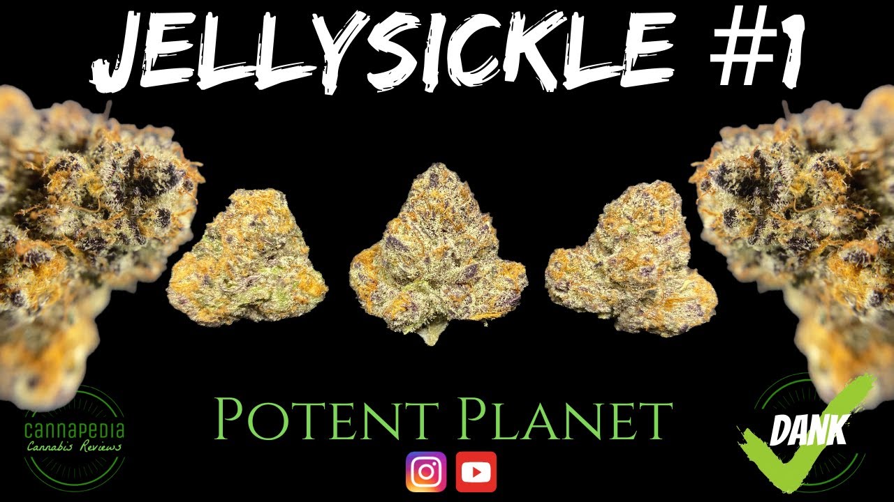 Jellysickle #1 Strain Review - Potent Planet - Cannapedia