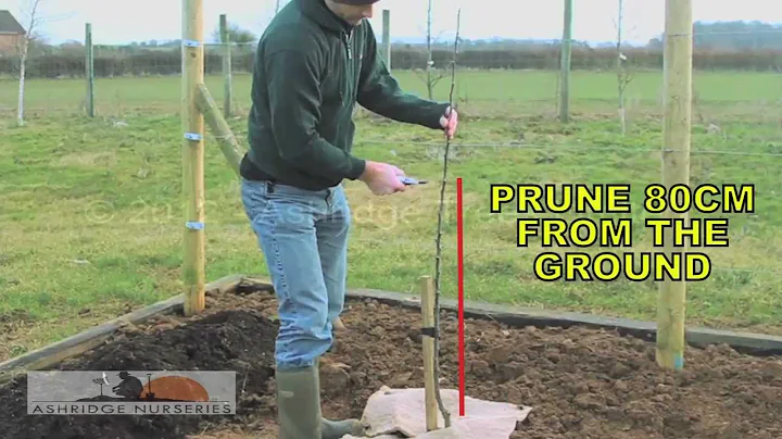 Pruning a newly planted Maiden Fruit Tree: Short trunk Bush cut, Open Centre