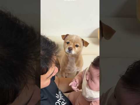 Dog Just Wants Love 🥹💔 #bts