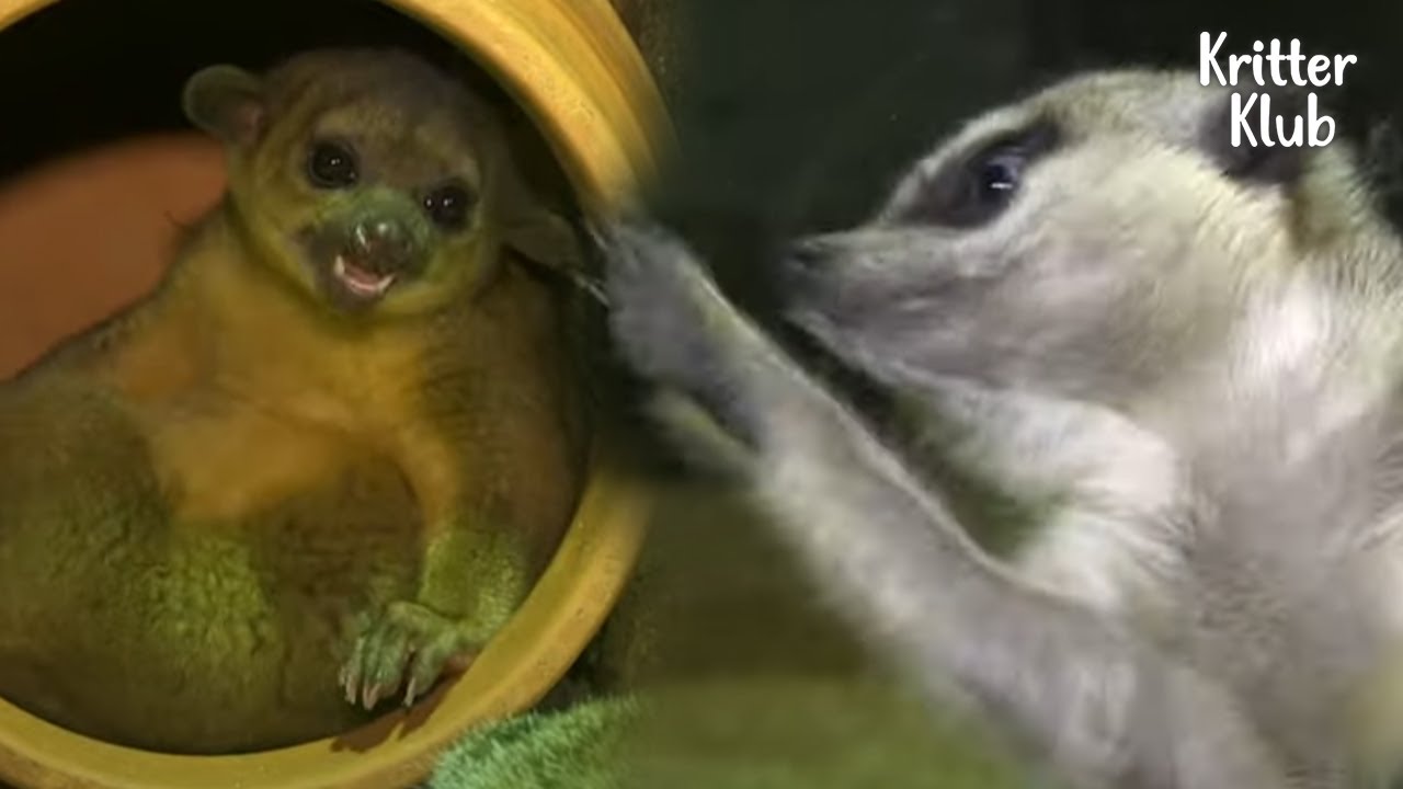 Кинкажу бросает своих родителей ради родственной души Суриката (Часть 2) | Криттер Клуб