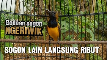 SOGON NGERIWIK SANGAT MENGGODA LAWAN UNTUK MEMANCING KERIBUTAN #sogon #sogongacor 