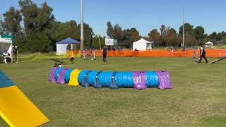 Jack Agility Nationals Finals 2023
