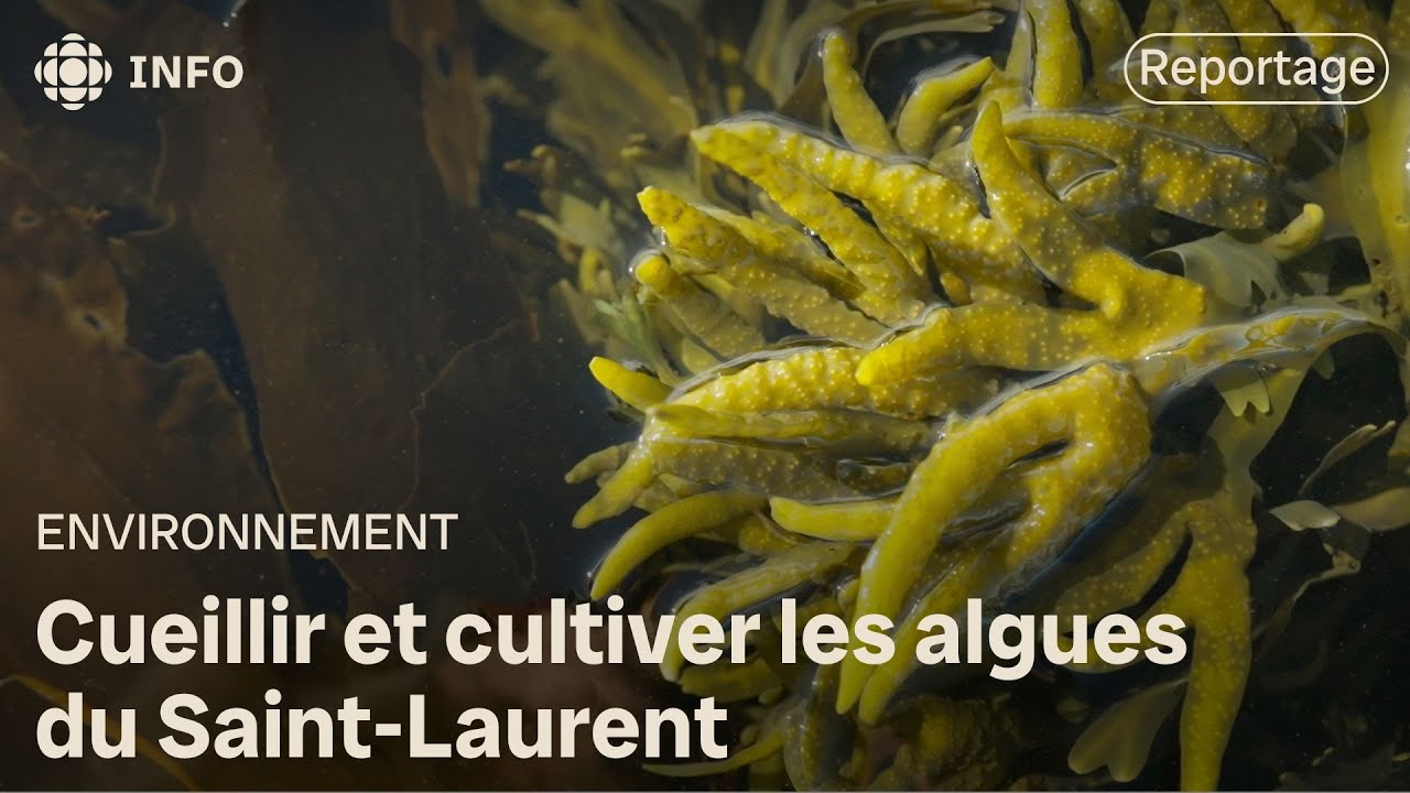 Cueillir et cultiver les algues du Saint-Laurent | La semaine verte