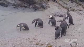 Penguins Bathing and Swimming in Peru