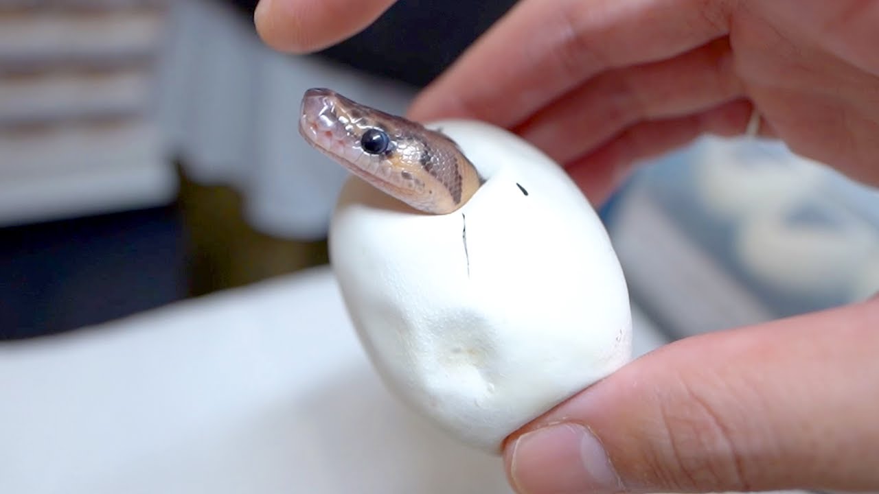 またボールパイソンの孵化が始まりました