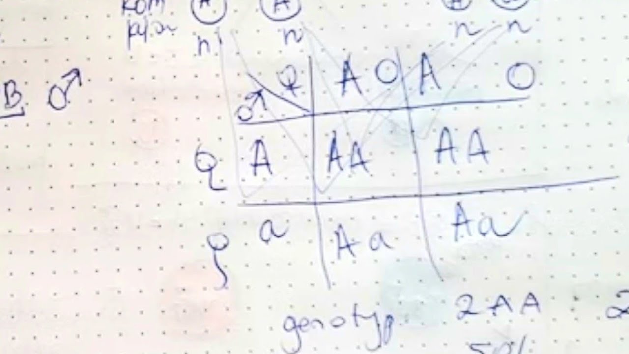 Wyjaśnij Czego Dotyczy Pierwsze Prawo Mendla I PRAWO MENDLA -o co chodzi?? allele,geny,prawo czystości gamet - YouTube