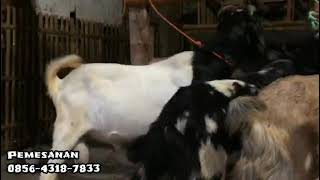 Kambing Bakalan Qurban, Cocok Buat Celengan Idul Adha
