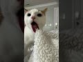 Oh No Oh No Oh No No No Song CAT TIKTOK COMPILATION Shorts 