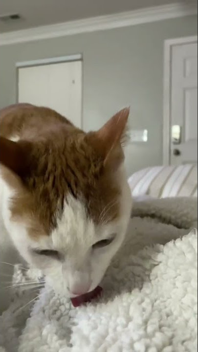 oh no oh no oh no no no song - CAT TIKTOK COMPILATION #shorts