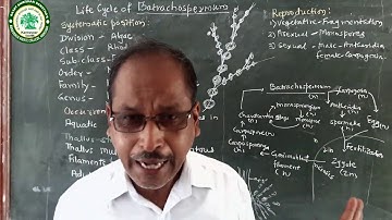 TYBSC||BOTANY || CRYPTOGAMIC BOTANY || LIFE CYCLE OF BACTRACHOSPERMUM ||PROF.DR.ADMUTHE N.B