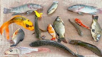 Kem Chanel ra ao kéo vó được cá chép bự, cá sấu to, cá vàng đuôi dài, cá cóc, cá chuối, cá rô phi to