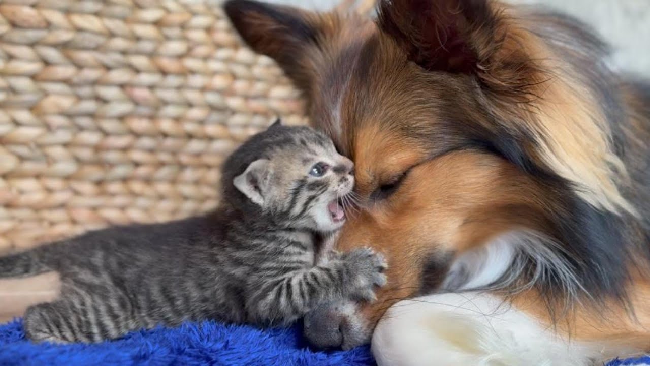 え？負けた？犬に負けた？子猫を育てる犬がいるなんて…