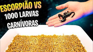 1000 LARVAS CARNIVORAS vs ESCORPIÃO!! * é bizarro* by IncrívelMente Curioso 192,646 views 8 months ago 12 minutes, 21 seconds