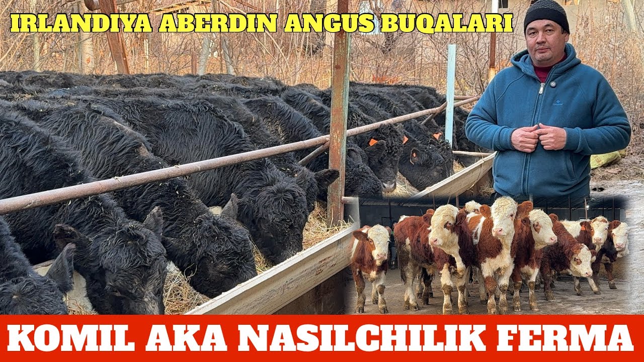 KOMIL AKA FERMASI IRLANDIYA ABERDIN ANGUS VA AVSTRIYA SIMENTAL BUQALARI KELDI 150 BOSH