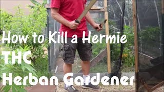 How to Grow Marijuana Outdoors How to Kill a Hermie in the Urban Garden