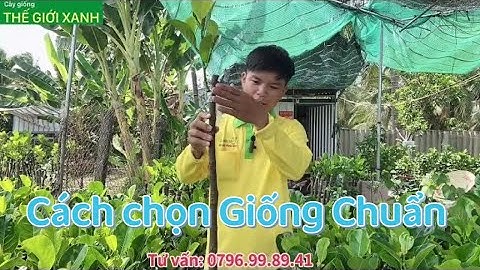 Cách chọn cây giống Mít Ruột Đỏ Xơ Vàng - cây giống Hoàng Cai Lậy