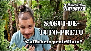 Callithrix Penicillata, Mico-Estrela ou Sagui-de-Tufo-Preto - iGUi Ecologia