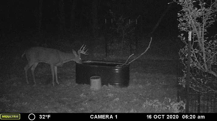 Lame Buck