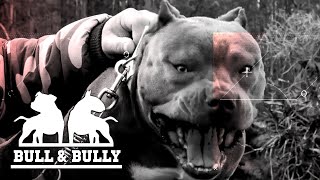 Bull &amp; Bully-Mission