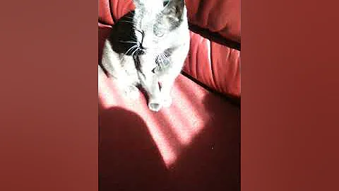 Video 11802881: russian blue cat, talking