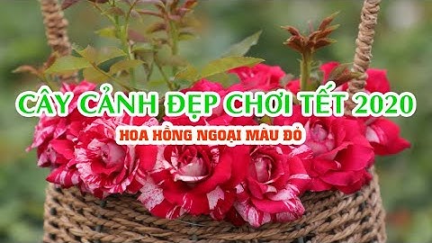 Cây cảnh đẹp chơi tết 2020 - Hoa hồng ngoại màu đỏ