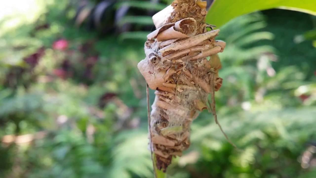 how facebook do disconnect YouTube  Casulo BORBOLETA ou  MARIPOSA? de 722