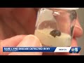 Rare case of Lyme disease detected in NY