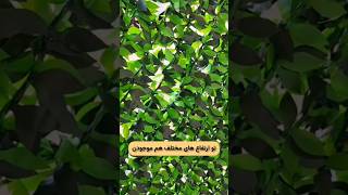 به جای ایرانیت و پارچه فنس برگی بزن