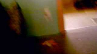 IMAG0335.AVI