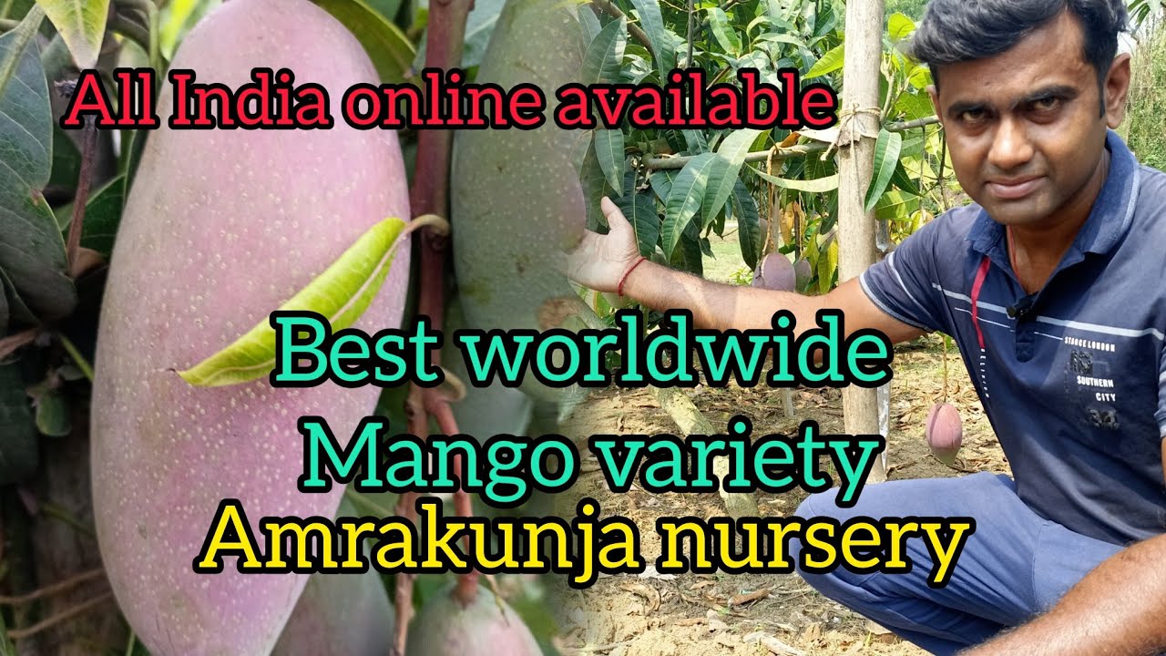 Best mango variety//Amrakunja nursery// All India online available