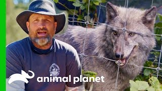 Carefully Capturing A Wolf To Move Her To A New Home | Wolves and Warriors