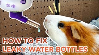 How to Maintain and Prevent Leaks in Guinea Pig Water Bottles | GuineaDad