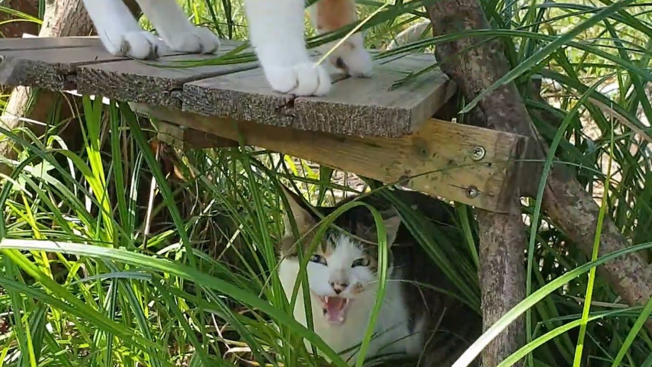 삼색이는 그냥 무를 때린다