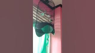 suara kancilan bakau gacor rumahan