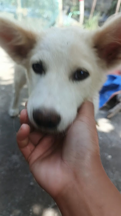 kasihan dianya #shorts #sedih #anjing #anjinghutan