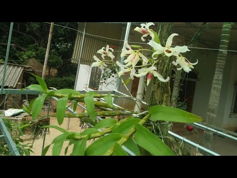 Ngắm lan hoàng thảo xoắn