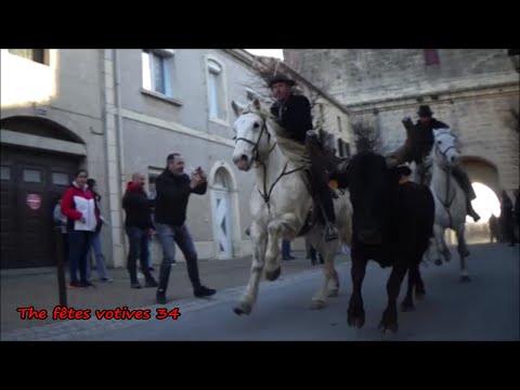 Journée Taurine à Aigues Mortes 26/02/2022