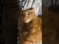 #cat #cats #gato #gatos #cute #cutecat #funny #shorts #shortvideo #gatitos #pets #mascotas