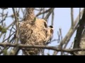 Pungmes Eurasian Penduline Tit vid Källtorps våtmarker