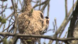 Pungmes Eurasian Penduline Tit vid Källtorps våtmarker