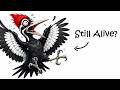 Ivory Billed Woodpecker Mystery SOLVED By Reiser Brothers 