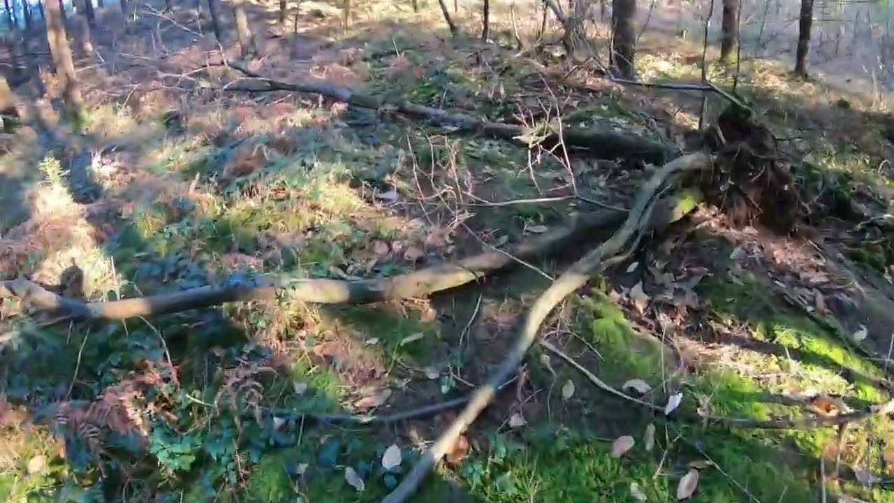 Recherche d'une biche blessée avec un Chien de Rouge.