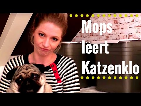 kleiner-hund-leert-katzenklo-petmate